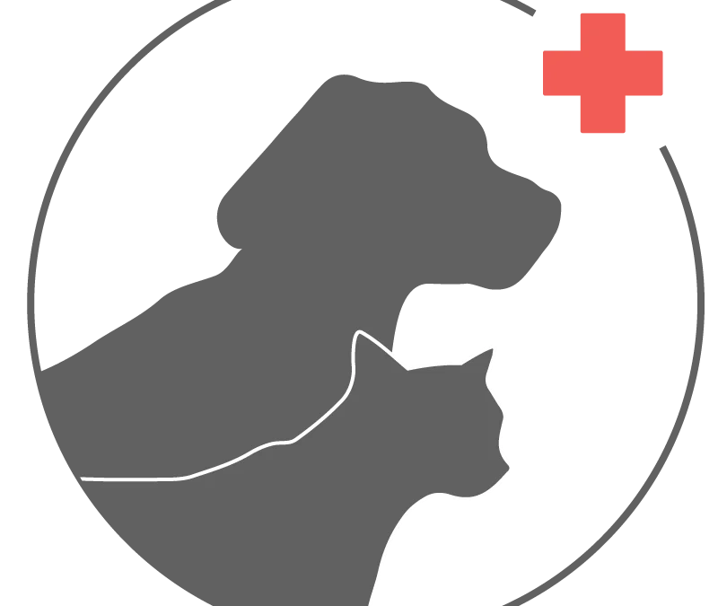 The Lifesaving Leash: Why Canine & Pet First Aid is Essential for Dog Walking