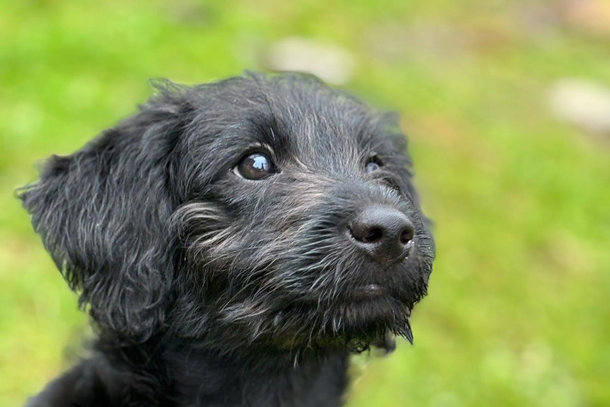 Black dog looking off into the distance Black dog looking off into the distance