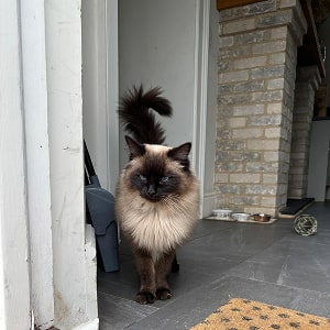 Cat in a doorway