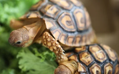 Do tortoises get all their water from just lettuce and other veg?