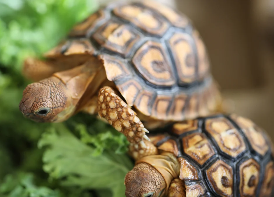 Do tortoises get all their water from just lettuce and other veg?