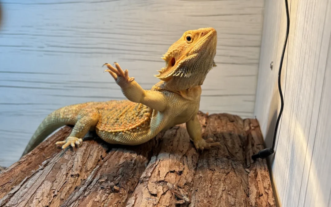Why Do Bearded Dragons Wave Their Arms and Bob Their Heads?