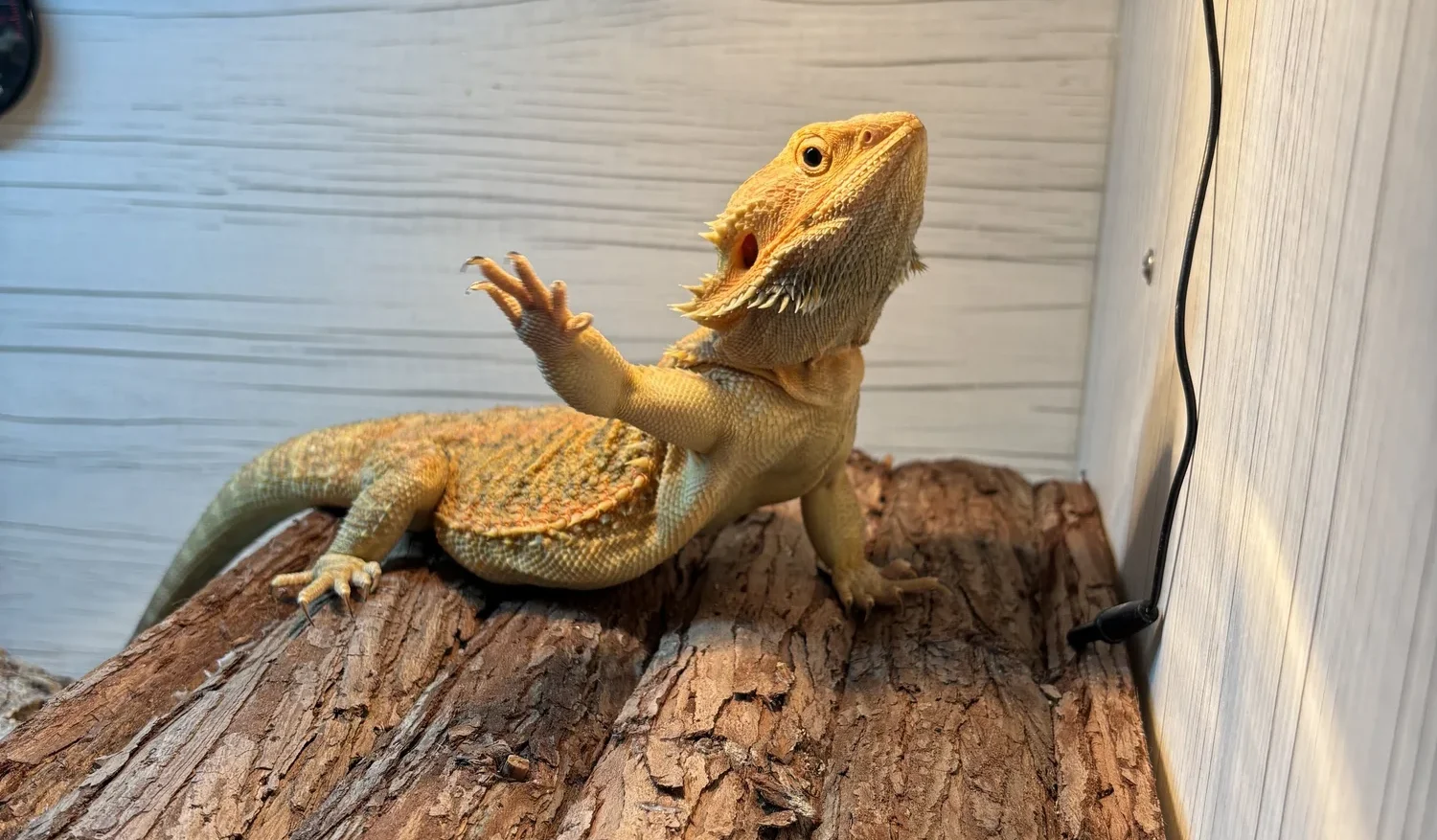 Reptile waving arm Reptile waving arm