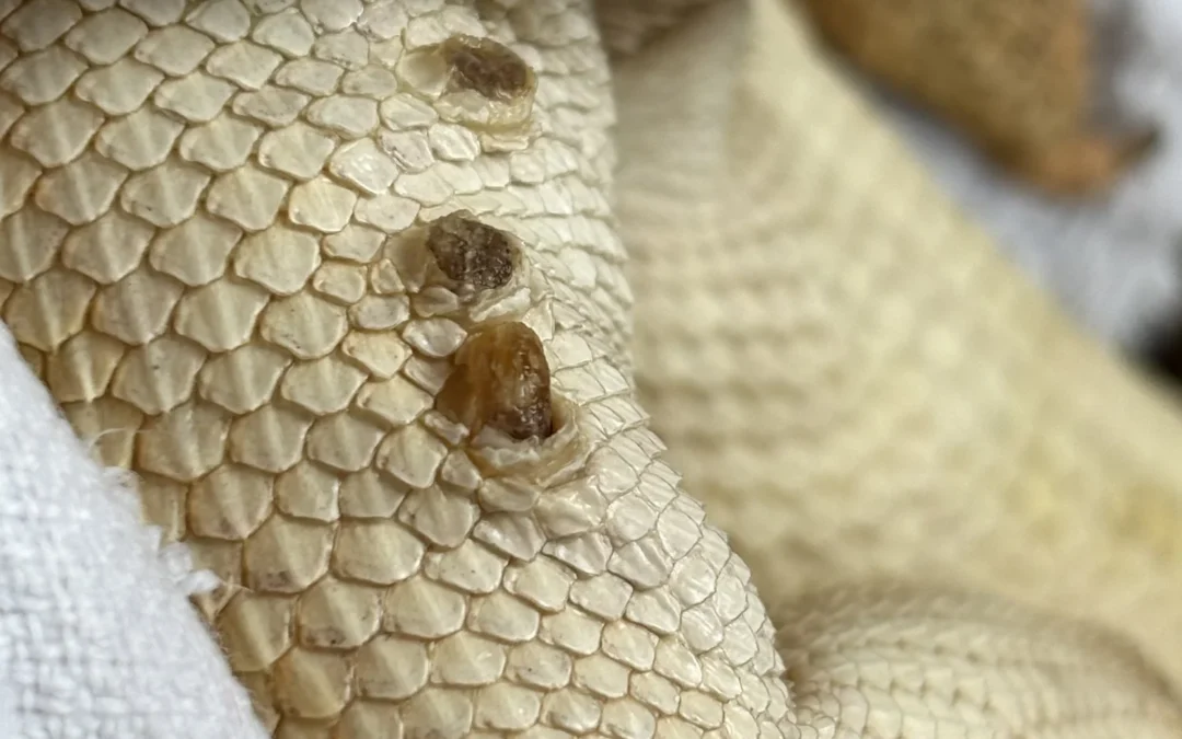 Bearded Dragons & Their Femoral Pore’s