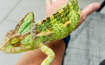Do you know how chameleons change colour?