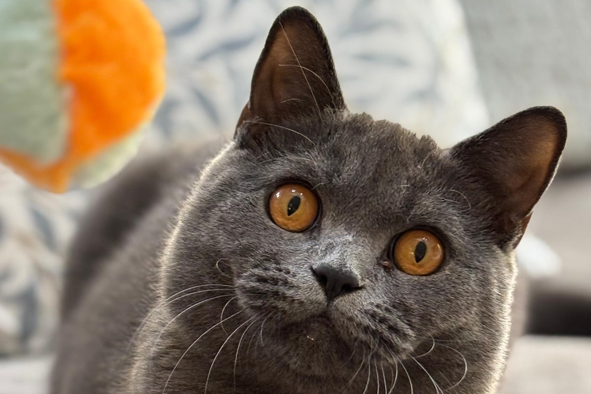 Cat looking at the camera Cat looking at the camera