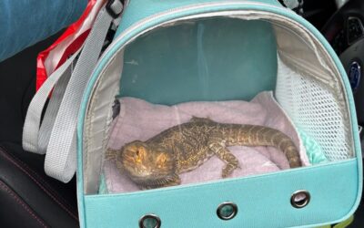 Essential Guide To Safe Reptile Transport.