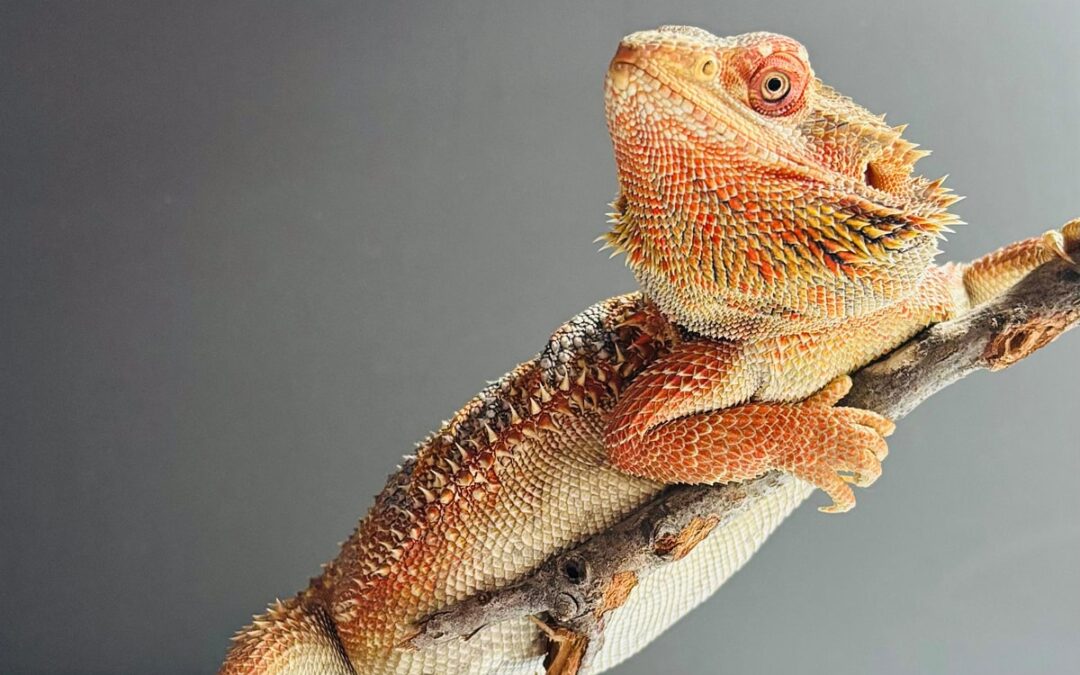 Beginner Reptile Care Guide