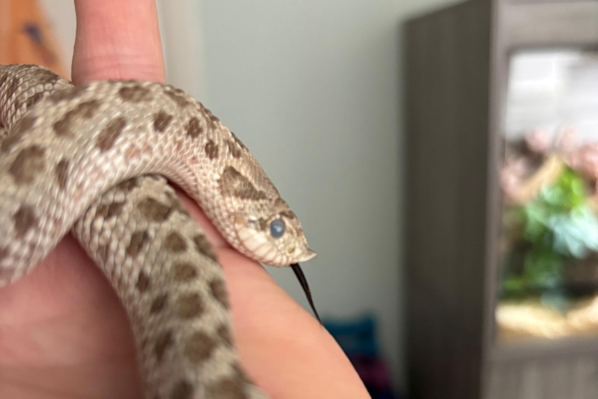 Snake on a hand Snake on a hand