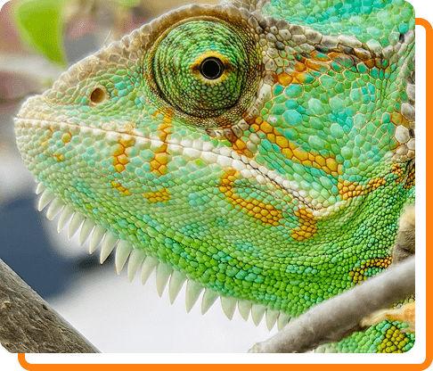 Reptile close up