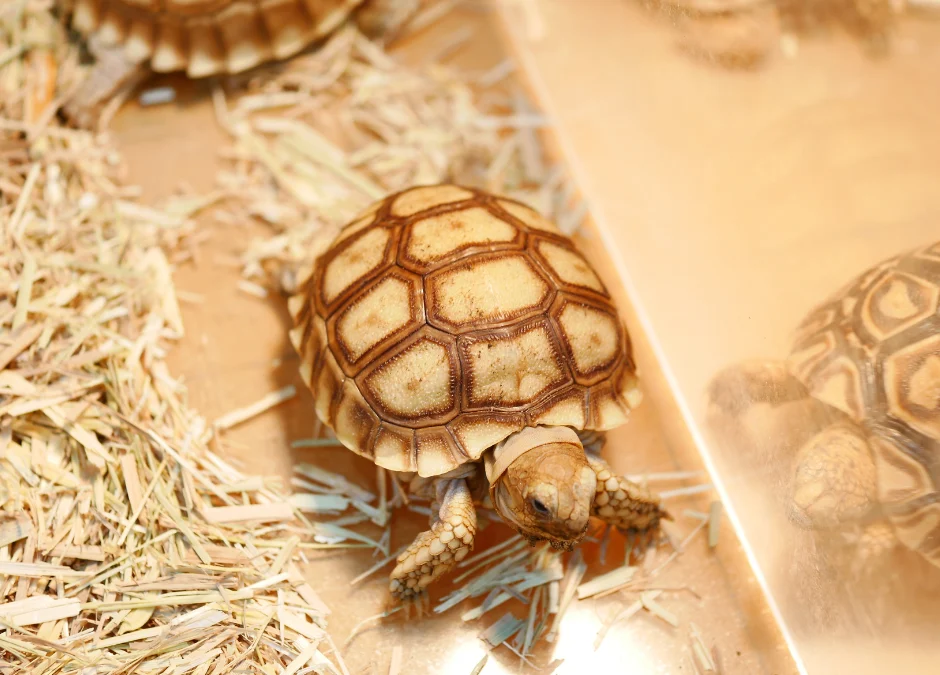 Do all tortoises need a dry environment?