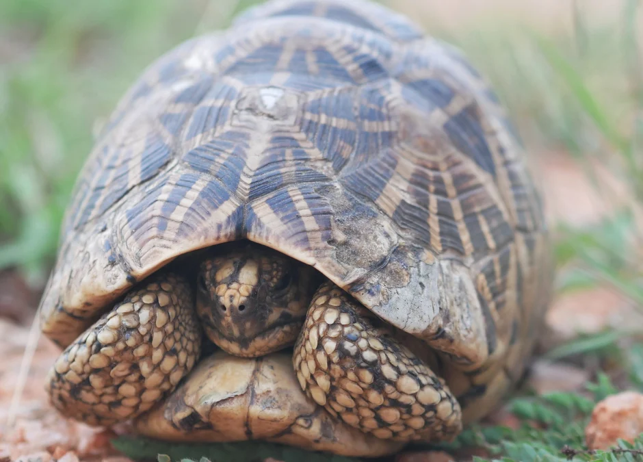 Can tortoises retract their heads completely into their shell for protection?