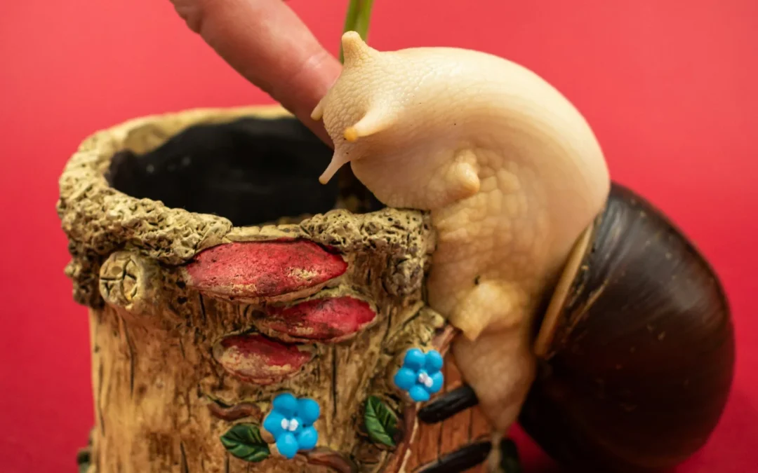 Giant African Land Snail Care