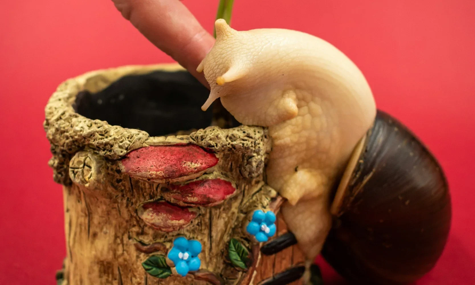 Giant African Land Snail Giant African Land Snail