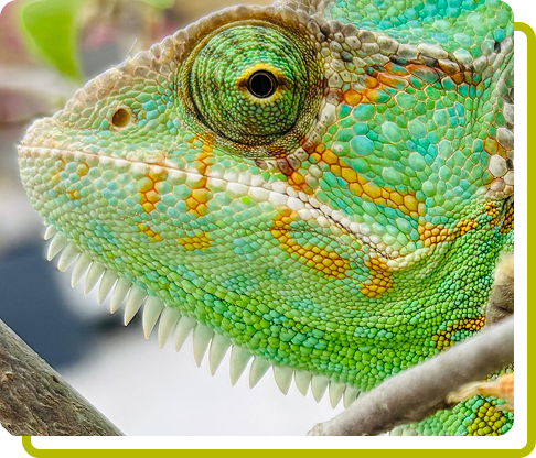 Close up of a repitle