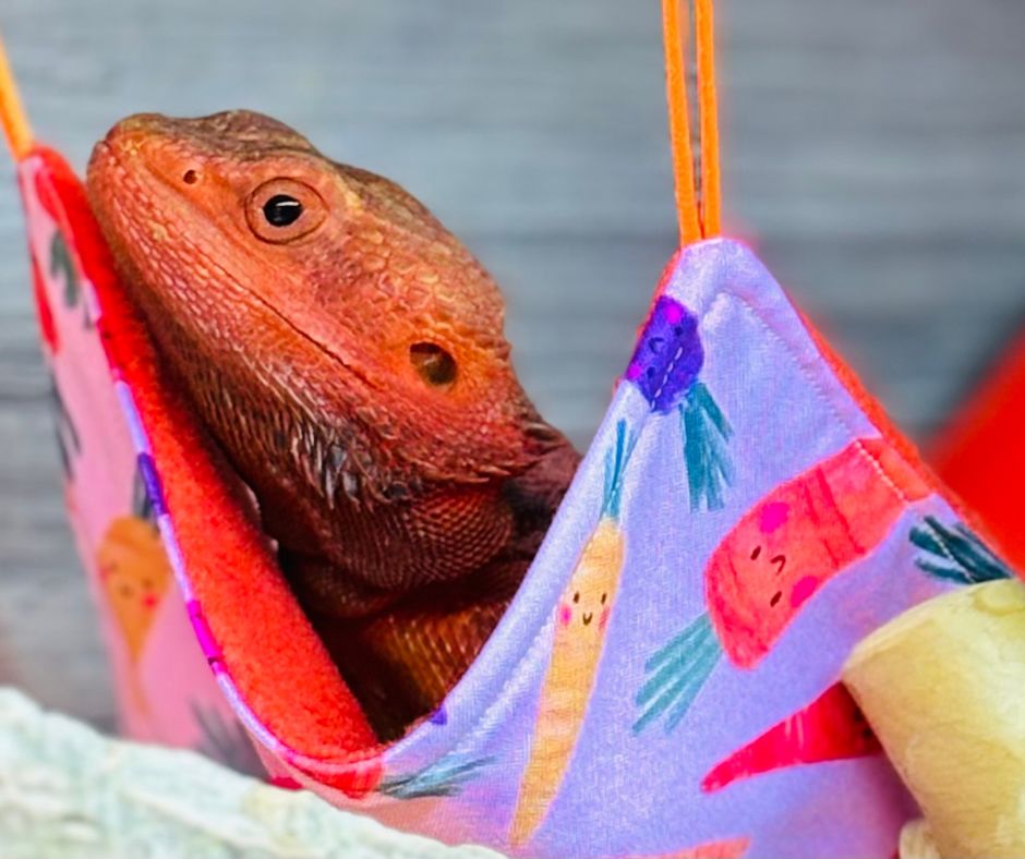 A red bearded dragon laying on a bright fabric hammock in it's enclosure with it's face  popped  over the top of the hammock.